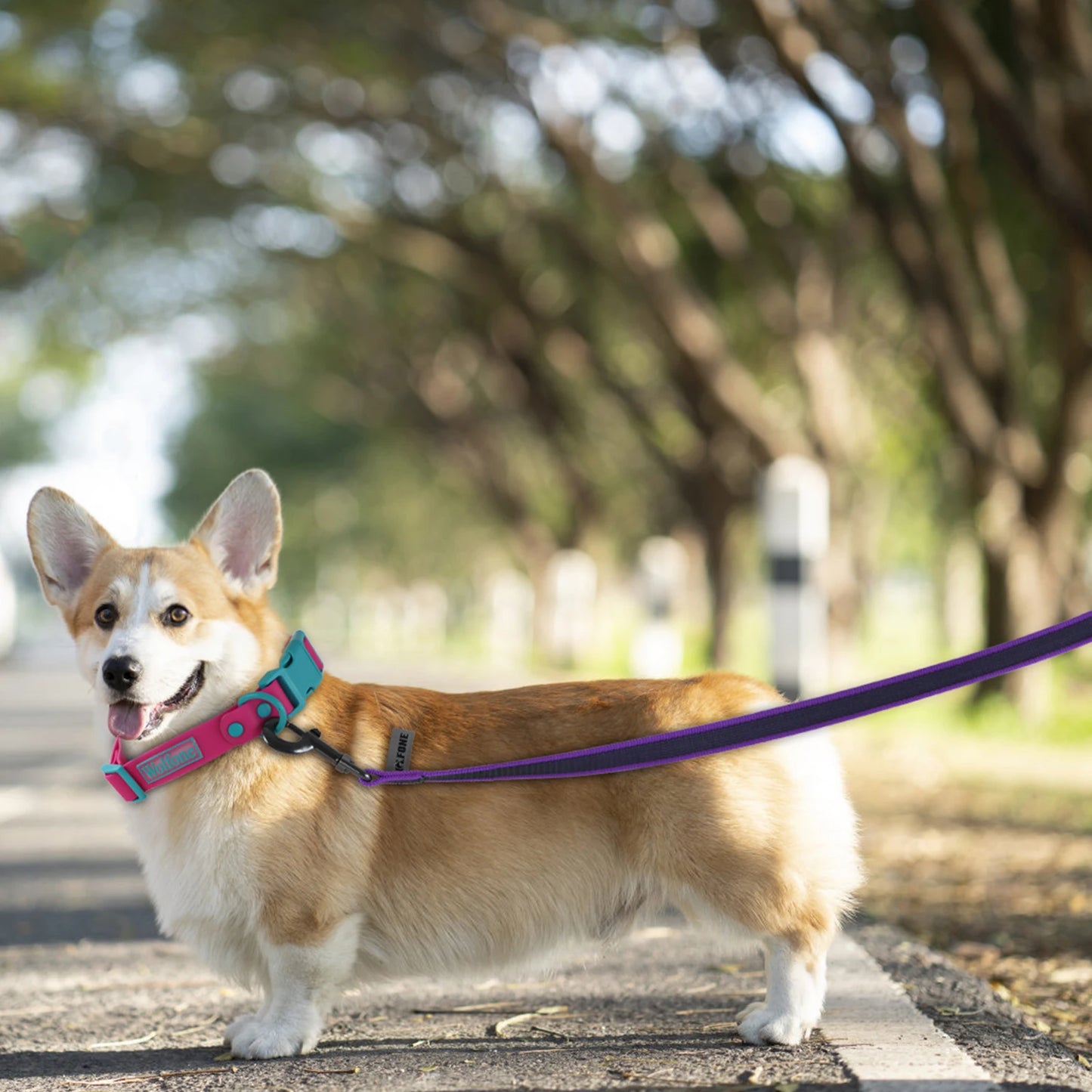 Durable Long Dog Leash – Dual Colour Training Leash in 1.5M or 3M Options