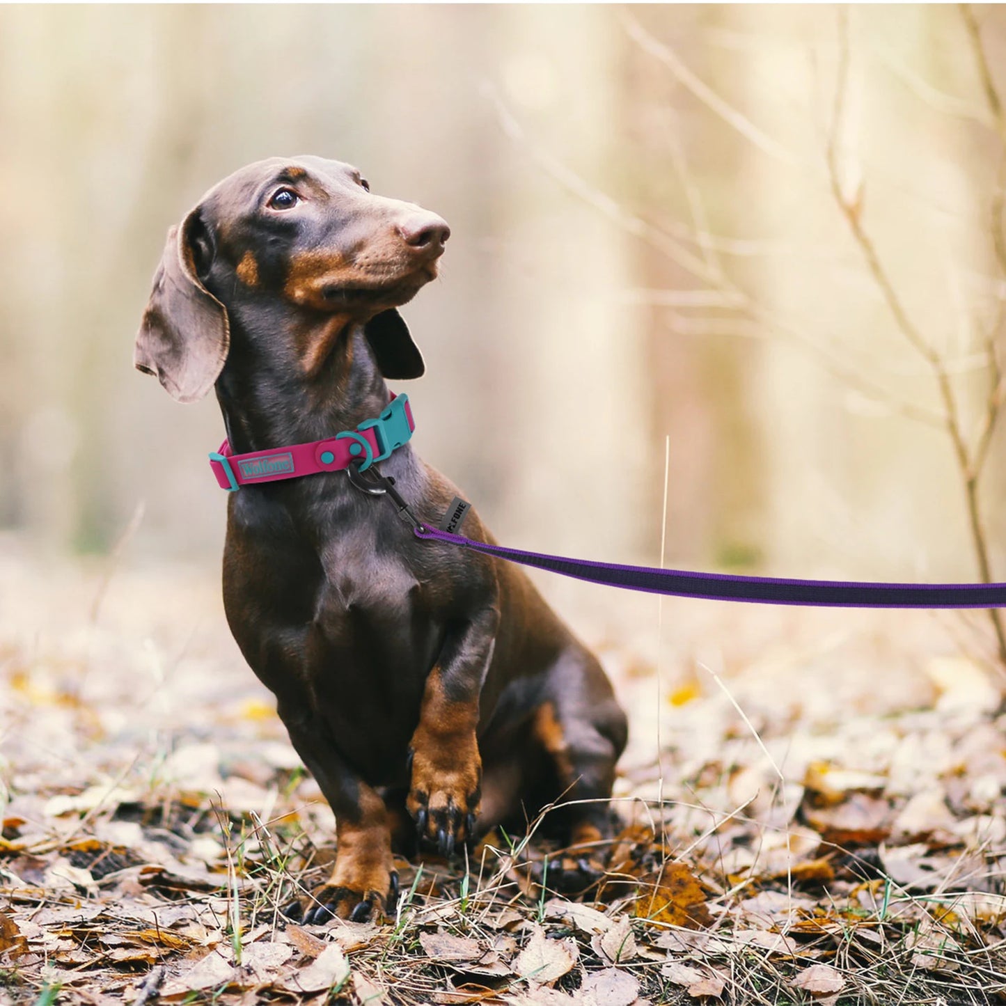 Durable Long Dog Leash – Dual Colour Training Leash in 1.5M or 3M Options